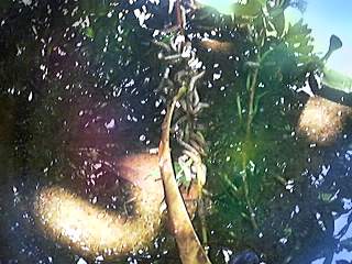 worm